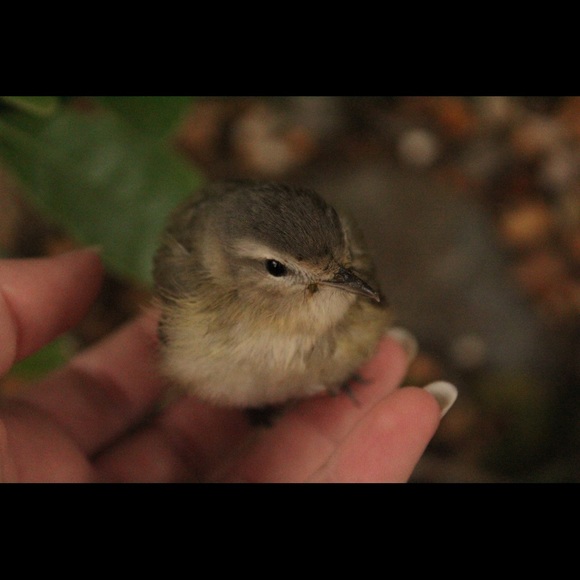 Meet your Posher, Hannah - Picture 4 of 4